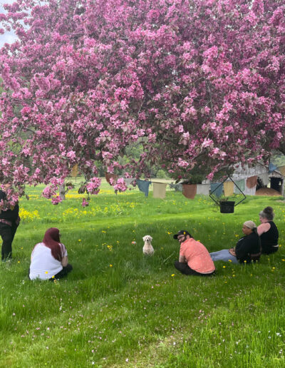 group interaction on lawn under apple tree blossoms