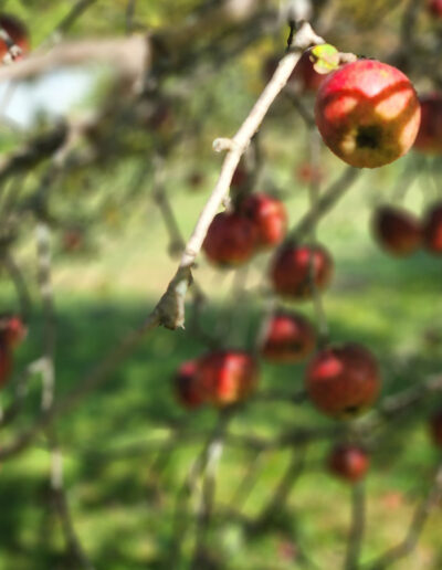 apples on a tree with soft focus