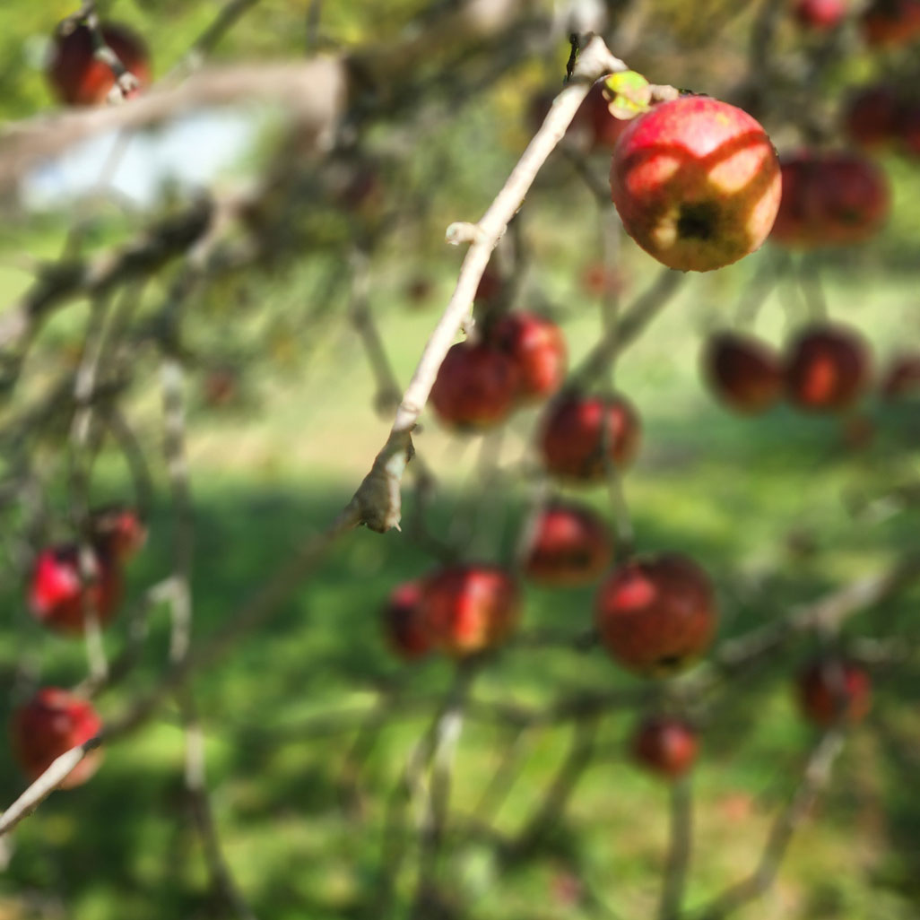 alyssum-apples apples on a tree with soft focus
