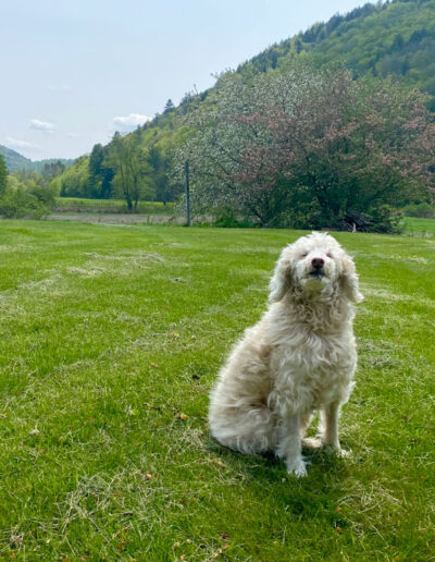 prince the dog staff member